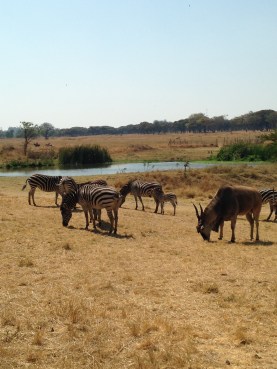 The Dam at Makuvisi Woodlands last Sunday