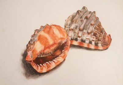 Kayla, Shells, mixed media. Approx A3
